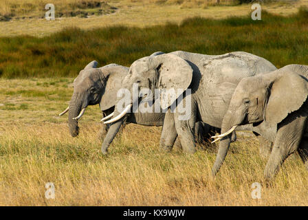 TANZANIA Serengeti Nationalpark vicino ad Arusha , elefanti selvatici / Tanzania Serengeti Nationalpark bei Arusha , Elephant Foto Stock