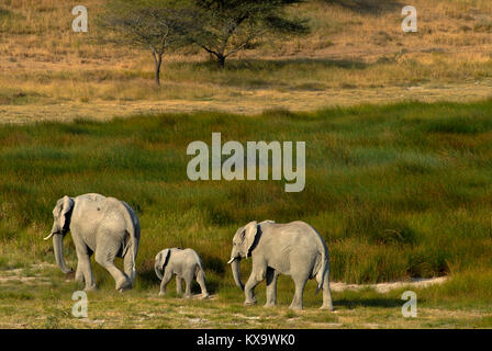 TANZANIA Serengeti Nationalpark vicino ad Arusha , elefanti selvatici / Tanzania Serengeti Nationalpark bei Arusha , Elephant Foto Stock