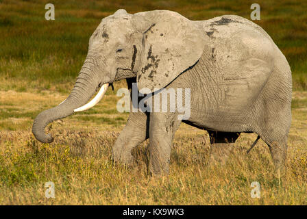 TANZANIA Serengeti Nationalpark vicino ad Arusha , elefanti selvatici / Tanzania Serengeti Nationalpark bei Arusha , Elephant Foto Stock