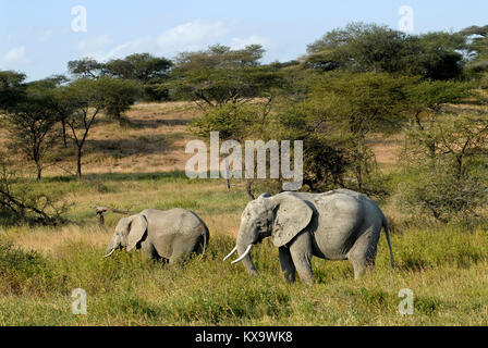 TANZANIA Serengeti Nationalpark vicino ad Arusha , elefanti selvatici / Tanzania Serengeti Nationalpark bei Arusha , Elephant Foto Stock