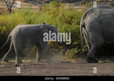 TANZANIA Serengeti Nationalpark vicino ad Arusha , elefanti selvatici / Tanzania Serengeti Nationalpark bei Arusha , Elephant Foto Stock