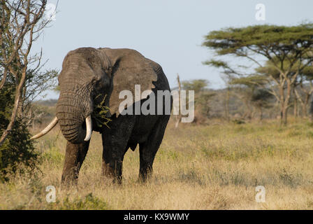 TANZANIA Serengeti Nationalpark vicino ad Arusha , elefanti selvatici / Tanzania Serengeti Nationalpark bei Arusha , Elephant Foto Stock