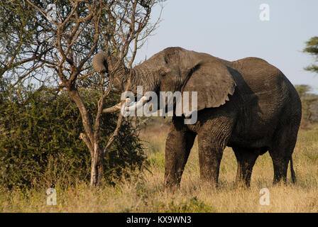 TANZANIA Serengeti Nationalpark vicino ad Arusha , elefanti selvatici / Tanzania Serengeti Nationalpark bei Arusha , Elephant Foto Stock