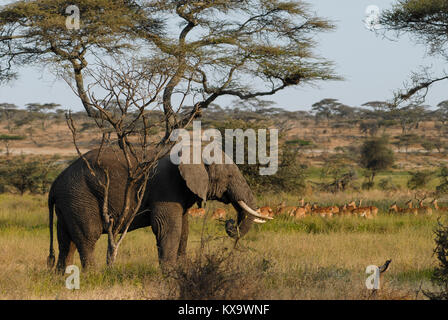 TANZANIA Serengeti Nationalpark vicino ad Arusha , elefanti selvatici / Tanzania Serengeti Nationalpark bei Arusha , Elephant Foto Stock