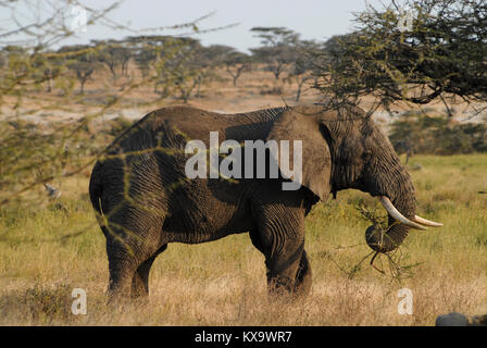 TANZANIA Serengeti Nationalpark vicino ad Arusha , elefanti selvatici / Tanzania Serengeti Nationalpark bei Arusha , Elephant Foto Stock