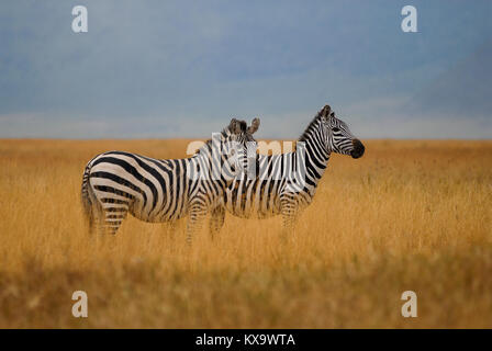TANZANIA, Nationalpark cratere di Ngorongoro vicino ad Arusha , Zebra Foto Stock