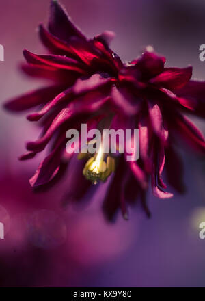 Aquilegia vulgaris var. stellata Red Barlow macro di fiori con il sottofondo in rosso giallo viola Foto Stock