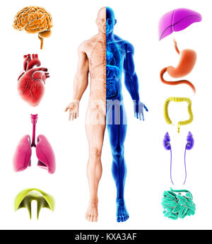 3d illustrazione degli organi interni umana, Medical design infografico. Foto Stock