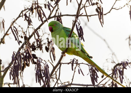 Pappagallo verde nella struttura ad albero a London Wetland Centre. Bill rosso scuro e verde chiaro color lime piumaggio ormai familiari allevamento degli uccelli in ed intorno a Londra. Foto Stock