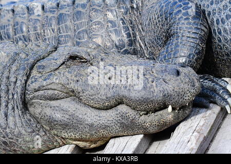 Alligatore sorridente Foto Stock