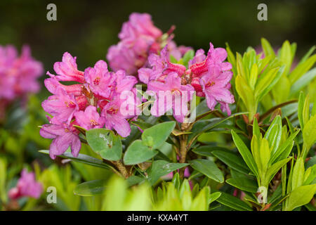 Rostblättrige Alpenrose, Rostrote Alpenrose, Rostroter Almrausch, Alpen-Rose, Rhododendron ferrugineum, neve-rose, arrugginito-lasciava alpenrose, arrugginito-lasciare Foto Stock