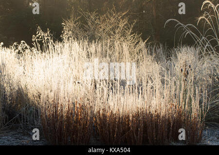Frost coperto di piante e foglie in una fredda mattina a RHS Garden,Harlow Carr,North Yorkshire, Inghilterra, Regno Unito. Foto Stock