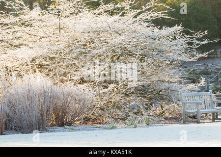 Coperto di brina alberi e fiori in una fredda mattina a RHS Garden,Harlow Carr,North Yorkshire, Inghilterra, Regno Unito. Foto Stock