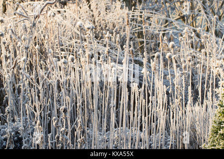 Un freddo gelido e mattina a RHS Garden,Harlow Carr,North Yorkshire, Inghilterra, Regno Unito. Foto Stock