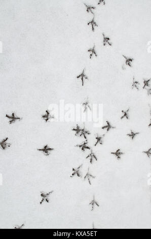 Tracce di uccelli sulla neve.su uno sfondo bianco possono essere visto la forma delle zampe degli animali. Foto Stock