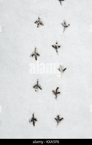 Tracce di uccelli sulla neve.su uno sfondo bianco possono essere visto la forma delle zampe degli animali. Foto Stock
