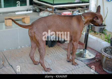 Thai Ridgeback Dog è in piedi a mangiare. Foto Stock