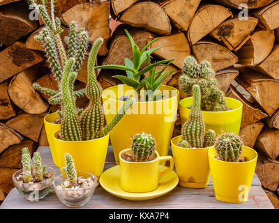 Molti diversi cactus in fiore giallo bicchieri su uno sfondo di legno Foto Stock