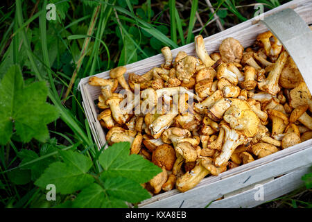 Appena raccolti Funghi galletti o gallinacci in un cestello Foto Stock