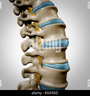 Colonna vertebrale umana sezione di anatomia della colonna vertebrale e del concetto come cure mediche simbolo del corpo con lo scheletro della struttura ossea e intervertebrale. Foto Stock