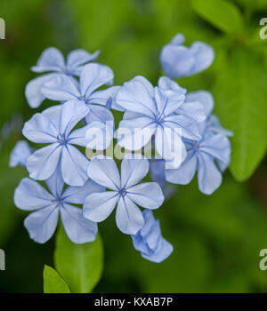 Cluster di blu pallido e fiori di Plumbago auriculata, giardino sempreverde arbusto, contro lo sfondo di colore verde brillante fogliame Foto Stock