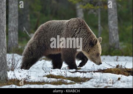 Orso bruno su una coperta di neve palude nella foresta di primavera. Eurasian l'orso bruno (Ursus arctos arctos) Foto Stock