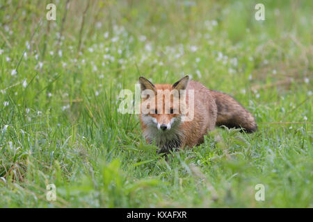 Red Fox (Vulpes vulpes vulpes) stalking in un prato,Sassonia-Anhalt, Germania Foto Stock