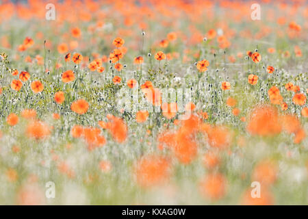 Sabbia papavero (Papaver argemone),Sassonia, Germania Foto Stock