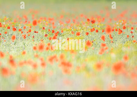 Sabbia papavero (Papaver argemone),Sassonia, Germania Foto Stock