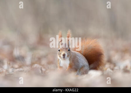 Eurasian red scoiattolo (Sciurus vulgaris) in foglie di autunno,Sassonia, Germania Foto Stock