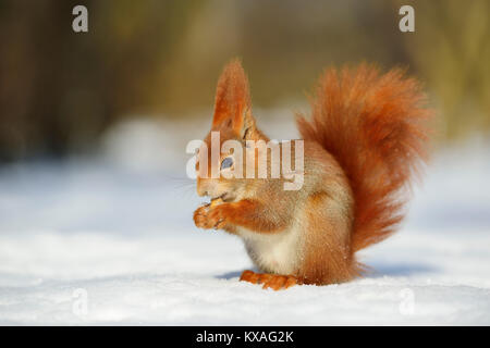 Eurasian red scoiattolo (Sciurus vulgaris) nella neve mentre mangia,Sassonia, Germania Foto Stock