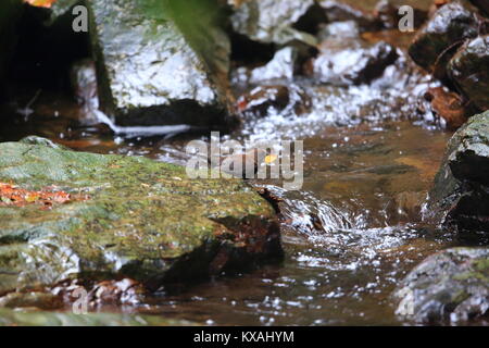 Brown bilanciere (Cinclus pallasii) in Giappone Foto Stock