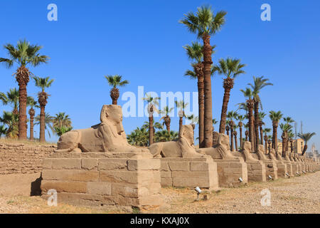 Il vicolo della Sfinge conduce al tempio di Luxor (patrimonio dell'umanità dell'UNESCO) a Luxor, Egitto Foto Stock