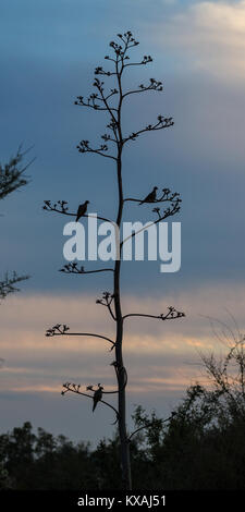 Piccioni sull'infiorescenza di Agavi (agave) nella luce posteriore, dawn, Tucson, Arizona, Stati Uniti d'America Foto Stock