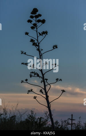 Piccioni sull'infiorescenza di Agavi (agave) nella luce posteriore, dawn, Tucson, Arizona, Stati Uniti d'America Foto Stock