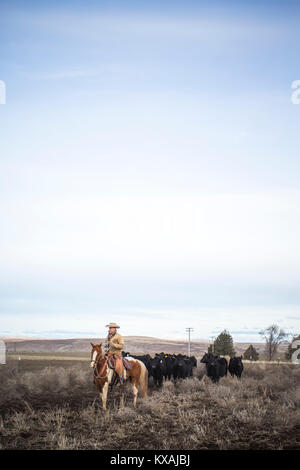 Cielo chiaro oltre il rancher immobilizzare i bovini a cavallo, Oregon, Stati Uniti d'America Foto Stock