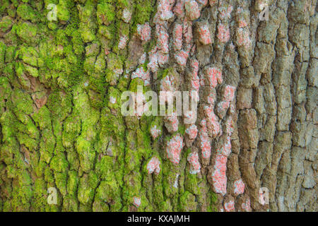 Baton Rouge (Lichene Cryptothecia rubrocincta ) e il muschio cresce su Live Oak (Quercus virginiana), S. Carolina, Stati Uniti d'America, da Bill Lea/Dembinsky Foto Assoc Foto Stock