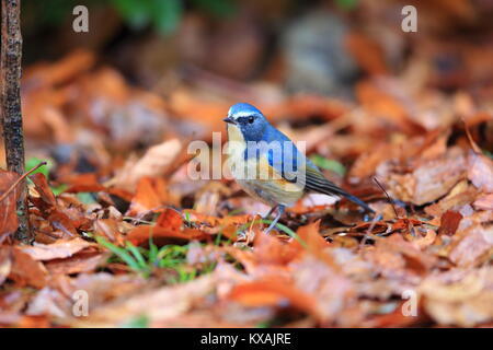 Rosso-fiancheggiata bluetail o arancio-fiancheggiata bush robin(Tarsiger cyanurus) in Giappone Foto Stock