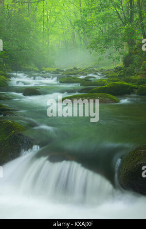 Piccolo fiume, molla, Great Smoky Mountains NP, TN, Stati Uniti d'America, da Bill Lea/Dembinsky Foto Stock