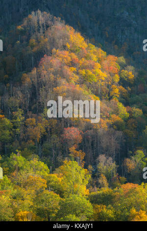Inizio Autunno, Great Smoky Mountains NP, TN, Stati Uniti d'America, da Bill Lea/Dembinsky Foto Assoc Foto Stock