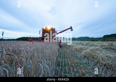 Il raccolto di cereali del tempo, una mietitrebbia che passa attraverso i campi e fa ciò che dice, combina diverse operazioni nel processo di mietitura, Kerroch, Morbihan, in Bretagna, Francia. Foto Stock