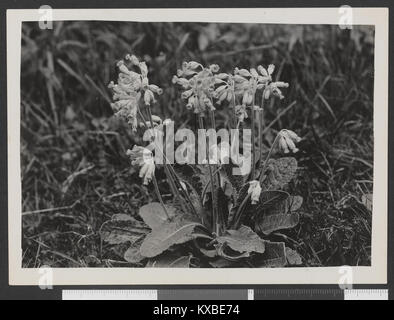 Marianøkleblom, Primula veris, ho io Skådalen - no-nb digifoto 20150925 00106 bldsa HRH01 107 Foto Stock