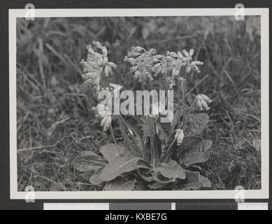 Marianøkleblom, Primula veris, ho io Skådalen - no-nb digifoto 20150925 00107 bldsa HRH01 108 Foto Stock