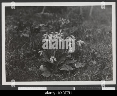 Marianøkleblom, Primula veris, ho io Skådalen - no-nb digifoto 20150925 00109 bldsa HRH01 110 Foto Stock