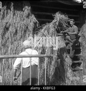 Una fotografia del 1960 cattura gli agricoltori che raccolgono e essiccano l'avena utilizzando un tradizionale *kozolec* (fieno) in Slovenia, illustrando i metodi agricoli e la vita rurale della metà del XX secolo. Foto Stock