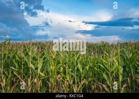 Campo di grano in Warmian-Masurian voivodato di Polonia Foto Stock