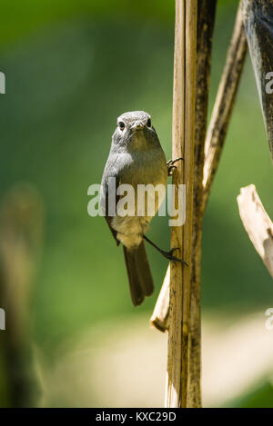 Bianco-eyed slaty flycatcher (Melaenornis fischeri) appollaiato su un ramo in condizioni di luce diurna, Nairobi, Kenia Foto Stock