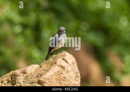 Bianco-eyed slaty flycatcher (Melaenornis fischeri) arroccata su una roccia in condizioni di luce diurna, Nairobi, Kenia Foto Stock