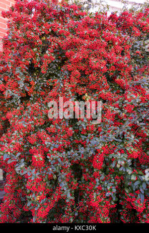 Luminose di bacche rosse su un impianto Firethorn (Pyracantha coccinea), giardino arbusto in dicembre, England, Regno Unito Foto Stock