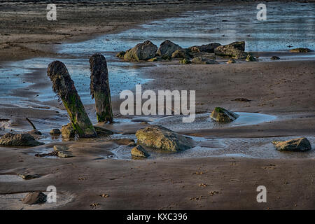 Le alghe coperto posti di legno e piscine rocciose su Penrhos beachon Anglesey Foto Stock